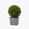 product-image-4_optimized Augue Neque