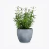 product-image-5_optimized Augue Neque