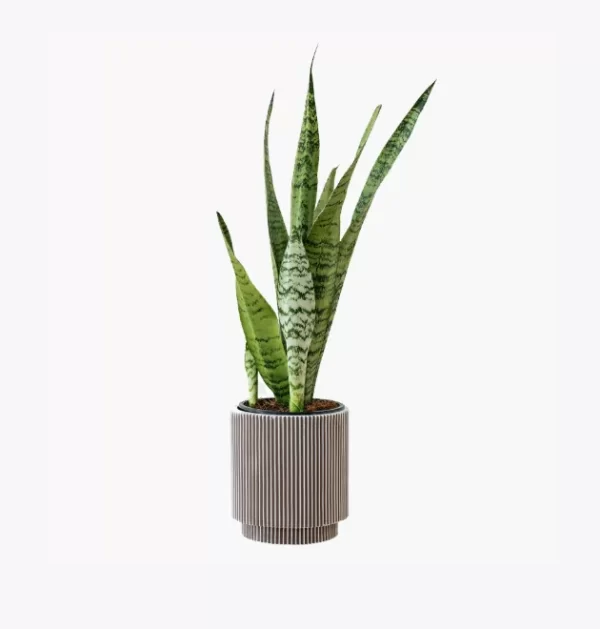product-image-6_optimized Augue Neque
